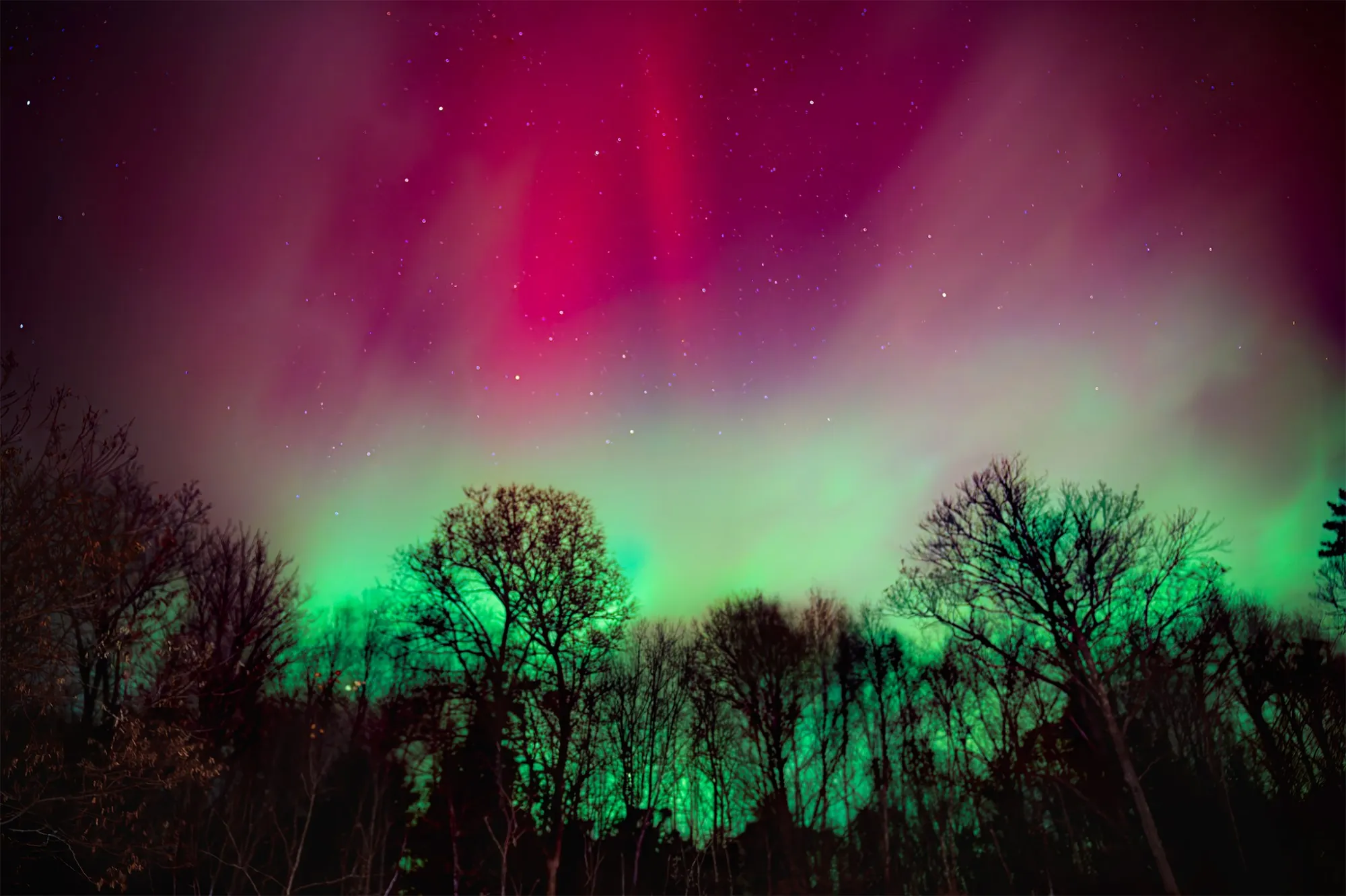 An aurora glowing red and green above a line of bare trees at night